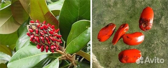 Вечна зелёная магнолия