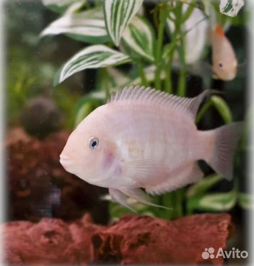 Аквариумные рыбки