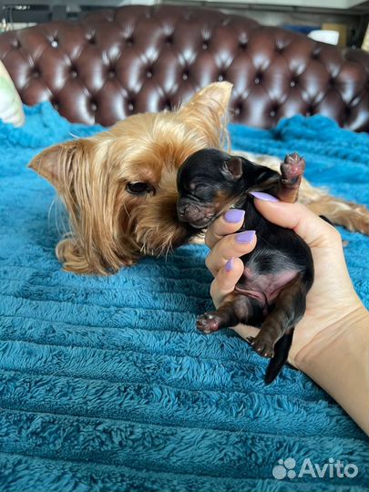 Щенки йорка