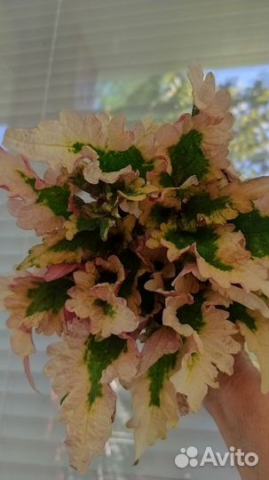 Вегетативные колеусы