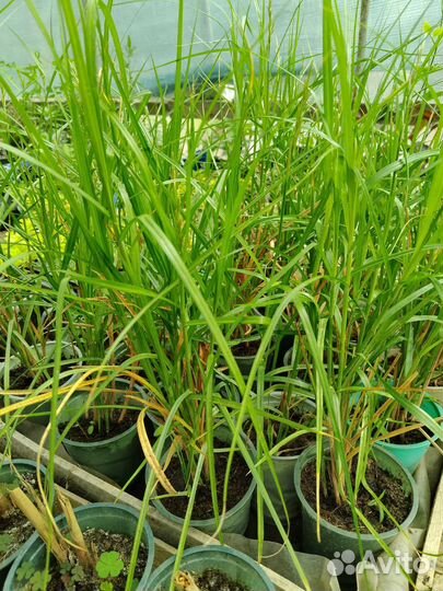 Декоративные злаки