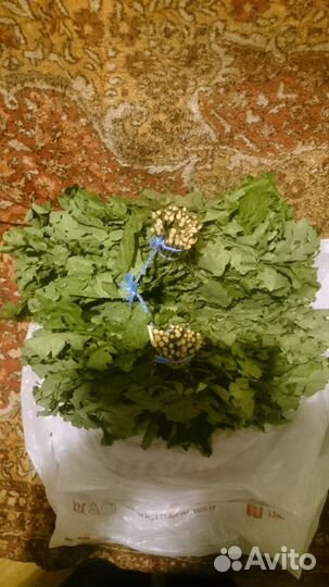 Веники дубовые березовые