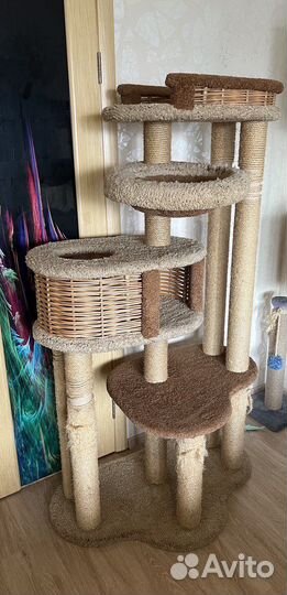 Кошачий комплекс