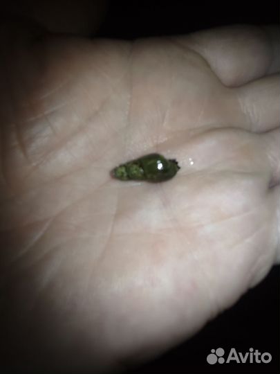 Улитки мелании