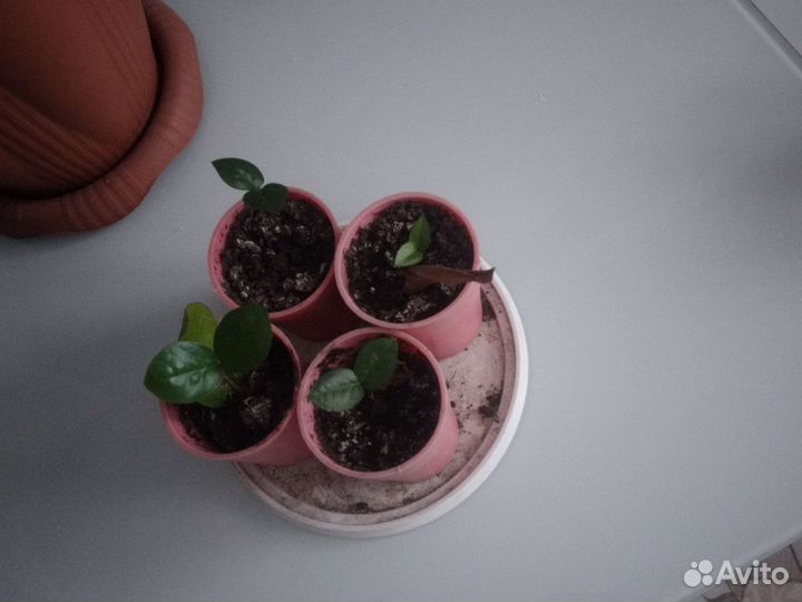 Замиокулькас