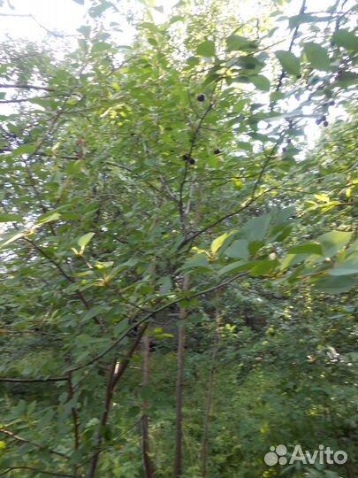 Саженцы вишни владимирской