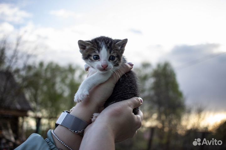 Котенок в добрые руки