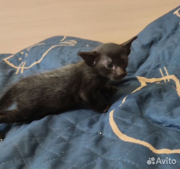 Ориентальный кот