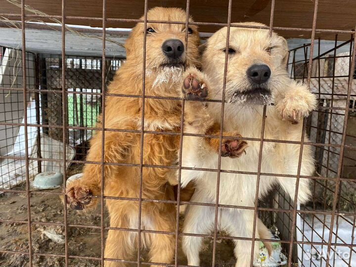 Маленькие собаки из приюта