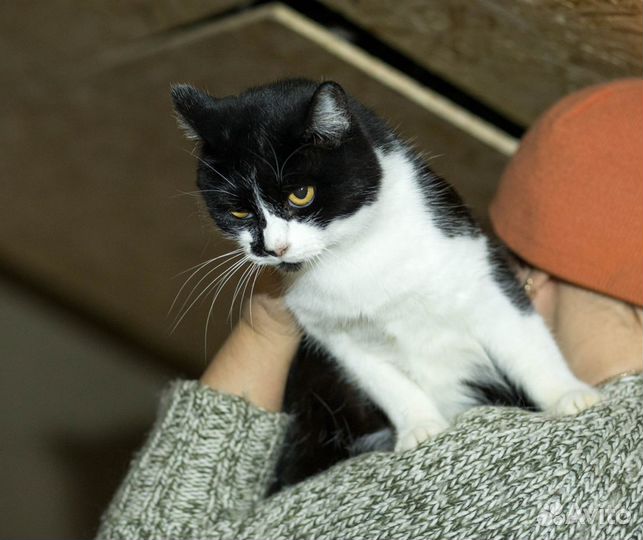 Флейта нуждается в доме