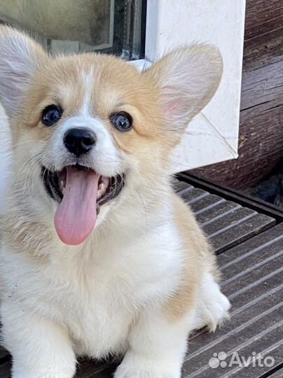 Вельш корги пемброк щенки с документами