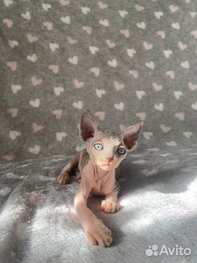 Котята сфинкс