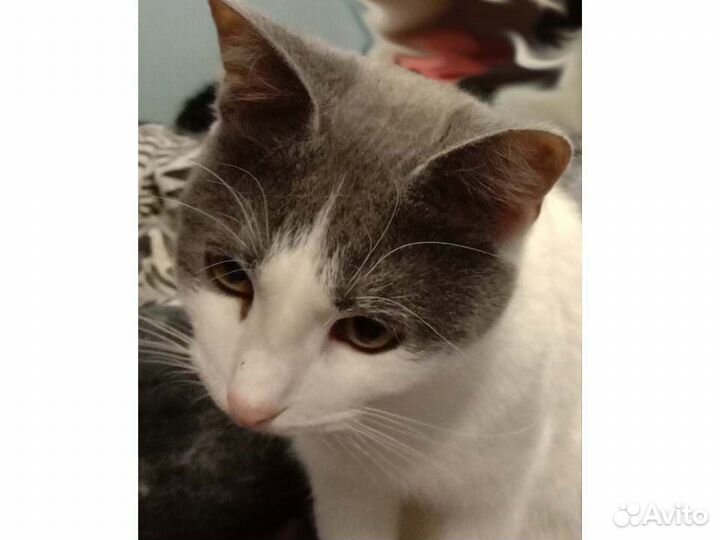 Аркаша ищет семью