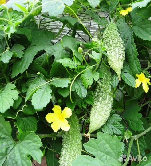 Момордика, съедобная, лечебная, семена