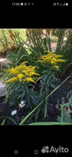 Пеннисетум,солидаго Золотарник