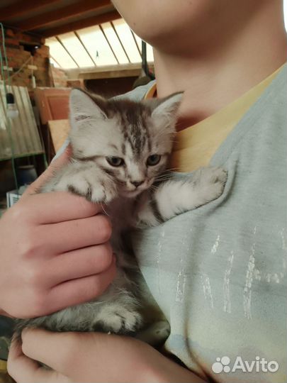 Котенок от породистый кошки