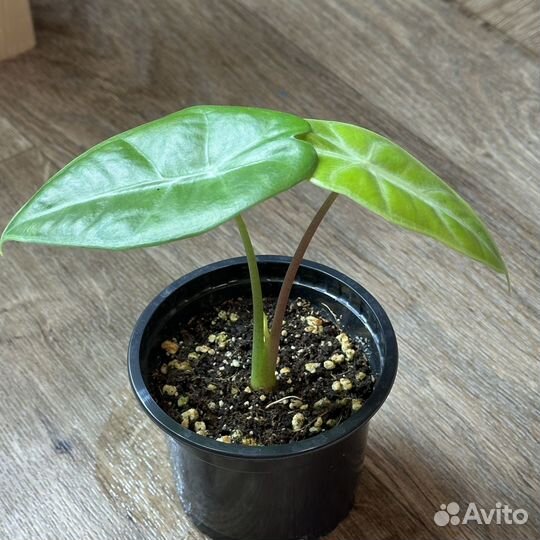 Алоказия лонгилоба грин