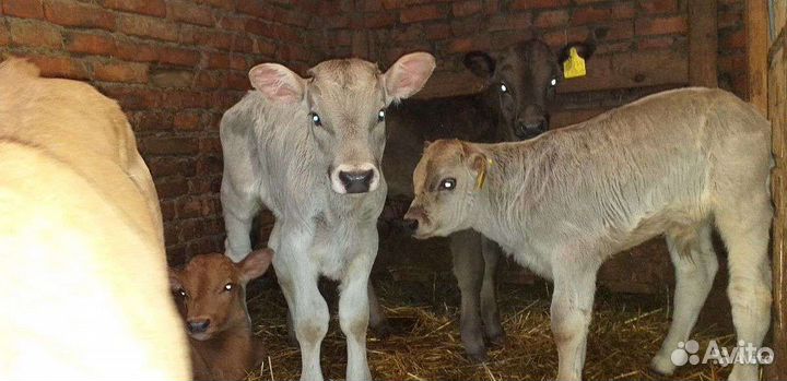 Телята Швицкой породы с доставкой