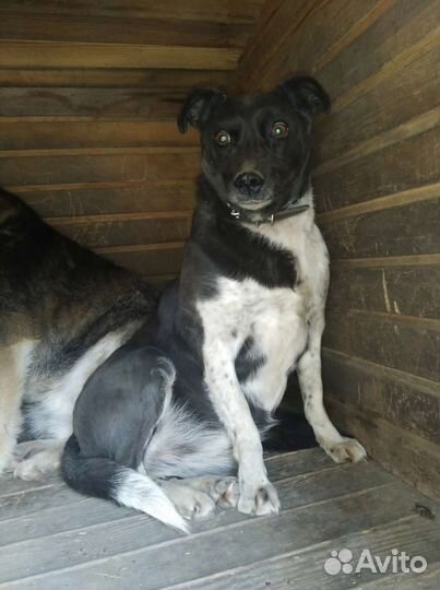 Жуля, метисочка маленького размера