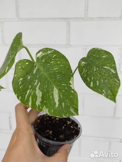 Монстера тайское созвездие