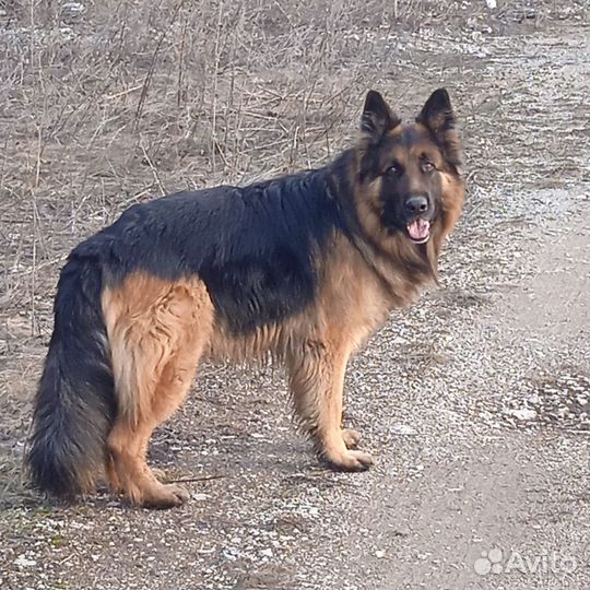 Собака немецкая овчарка