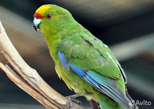 Попугай Корелла