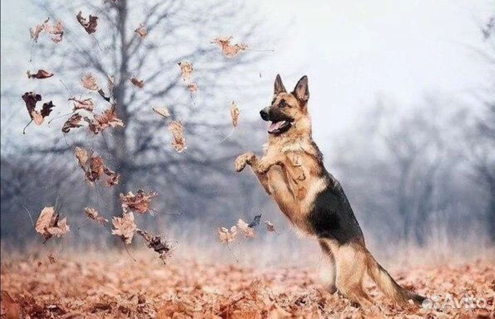 Дрессировка собак, коррекция поведения