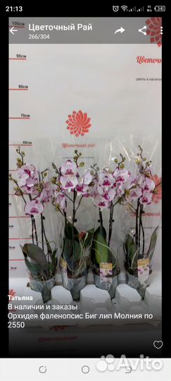 Орхидея фаленопсис биг лип молния