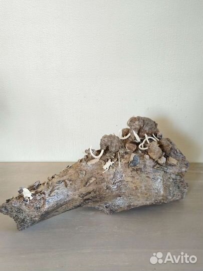 Бивень мамонта