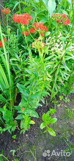 Лихнис или турецкая гвоздика