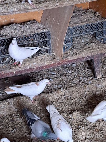 Голуби