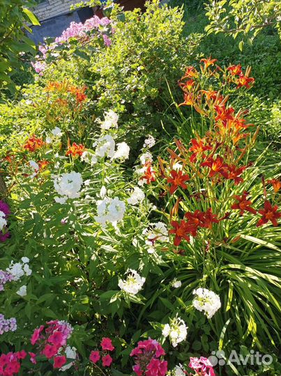 Лилейник семми рассел