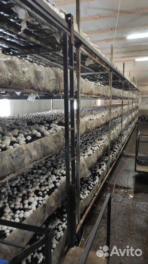 Производство шампиньонов