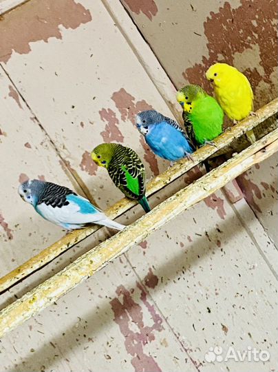 Волнистый попугай