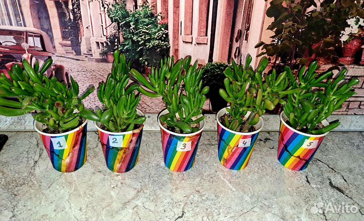 Крассула хоббит