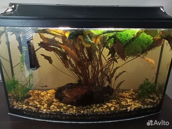 Аквариум