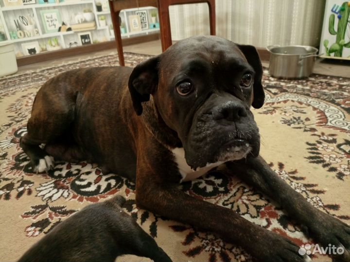 Немецкий боксер щенки