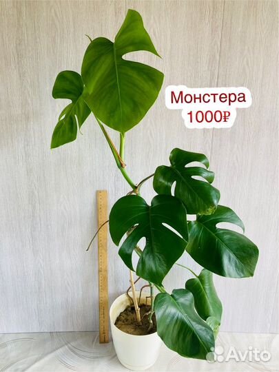 Монстера
