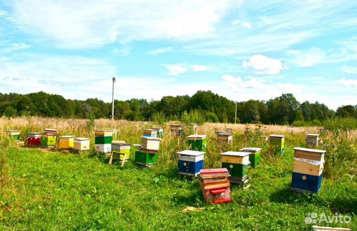 Мёд натуральный алтайский оптом