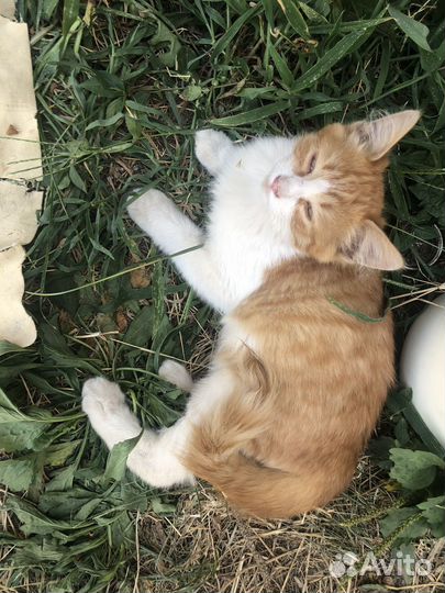 Котёнок в добрые руки