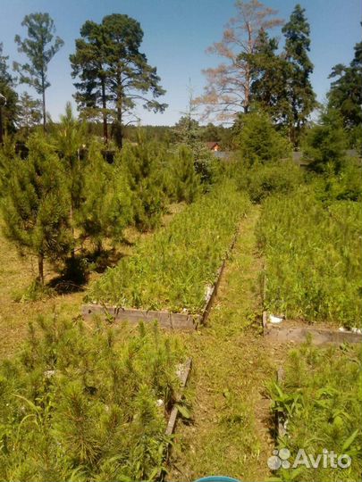 Привитые саженцы кедра с закрытой корневой системо