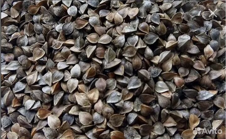 Гречка оптом