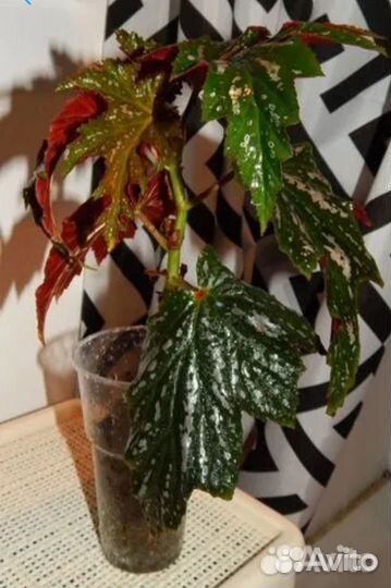 Бегония тростниковая (осеннее предложение)