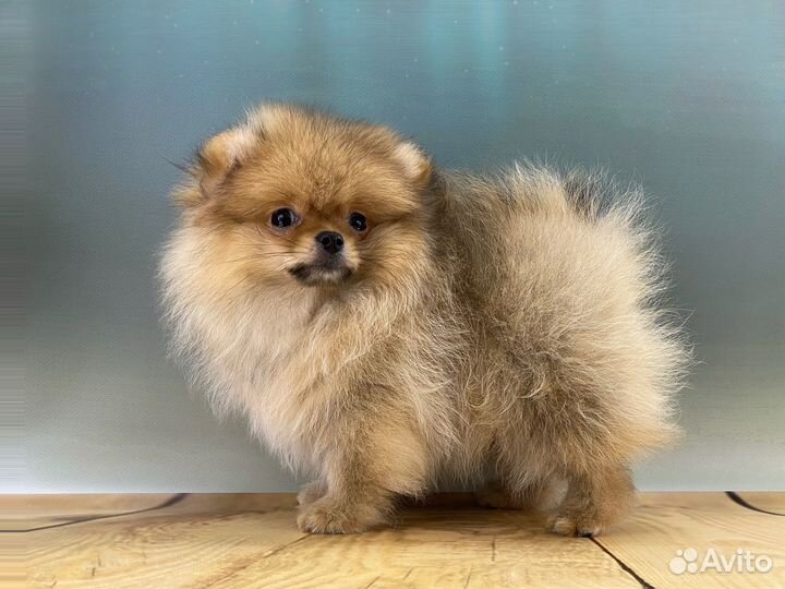 Шпиц