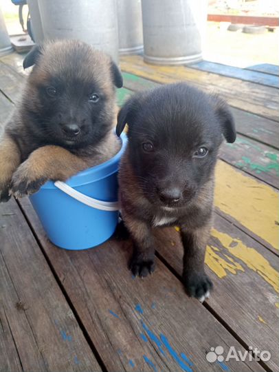 Бельгийская овчарка Малинуа