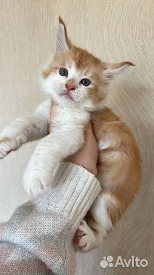 Котята из питомника