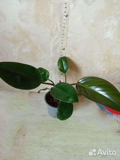 Филодендрон