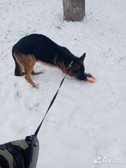 Выгул собак и передержка, зооу няня