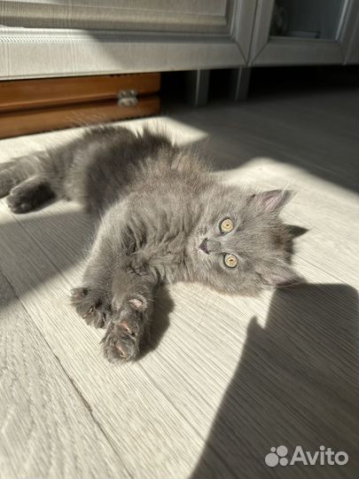 Отдам котенка в добрые руки