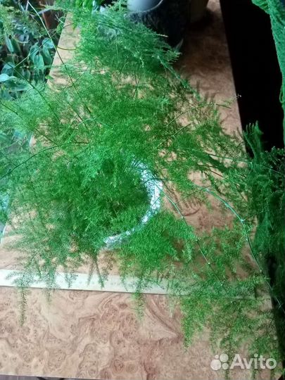 Аспарагус перистый и -пирамидальный